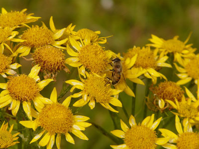 Arnica Bergkruter sammeln